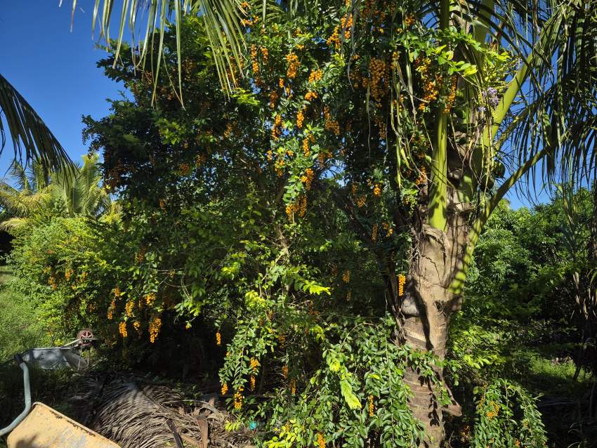 Agricultural land for sale at Deux Bras - 0 - Land  on Aster Vender