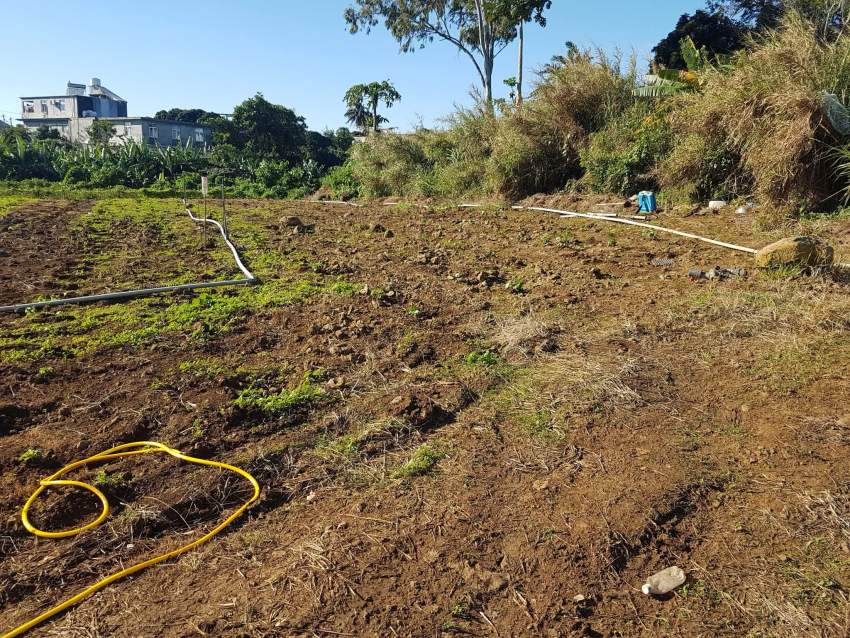 8 perches Solferino no 5 Vacoas - 0 - Land  on Aster Vender