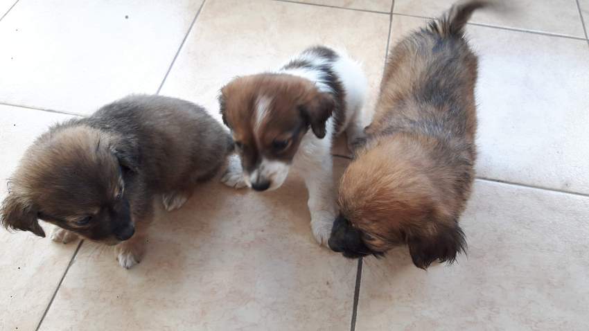 CHIOTS GRIFFONS - 0 - Dogs  on Aster Vender