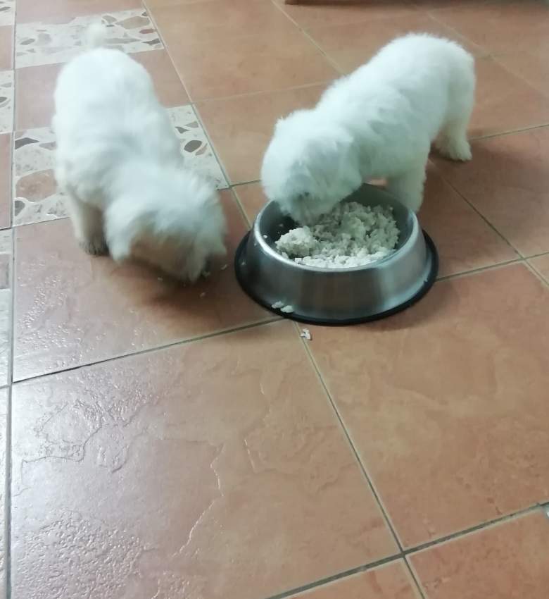 Griffon nain  - 1 - Dogs  on Aster Vender