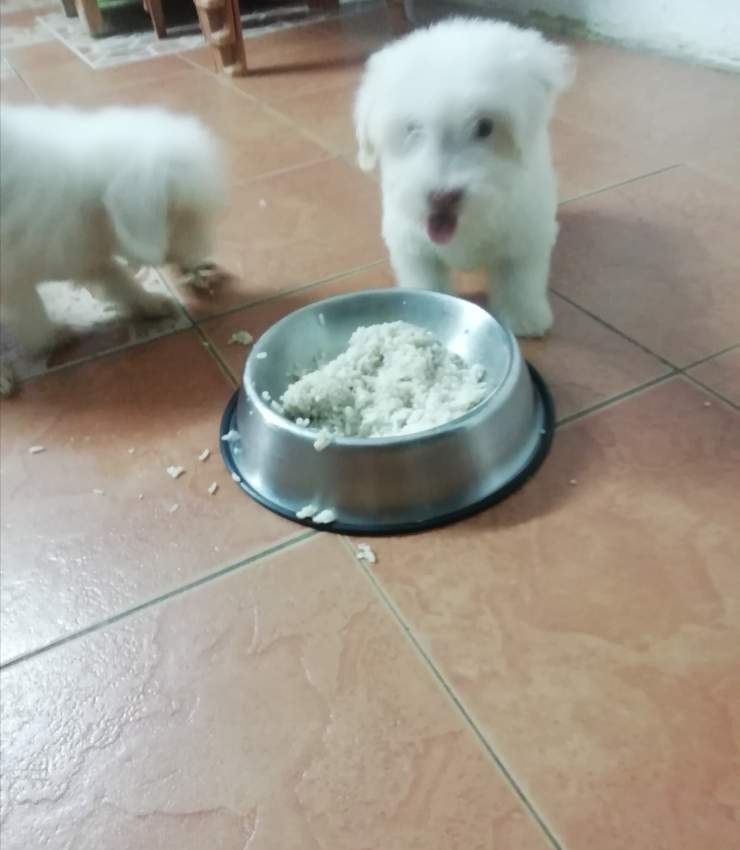 Griffon nain  - 2 - Dogs  on Aster Vender