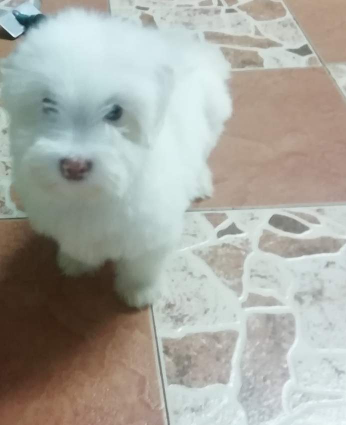 Griffon nain  - 0 - Dogs  on Aster Vender