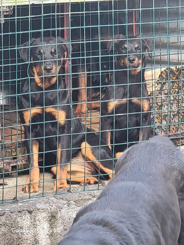 Rottweiler puppies - 1 - Dogs  on Aster Vender