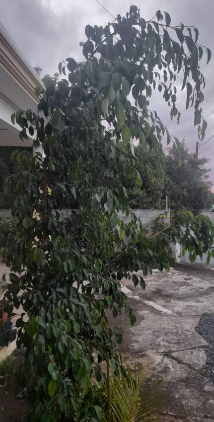 Potted plants for sale - 0 - Plants and Trees  on Aster Vender