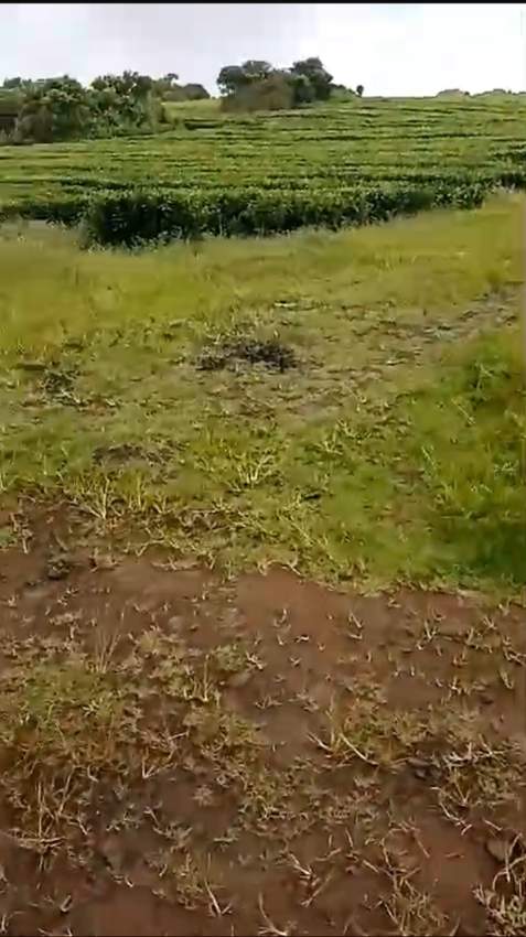 Agricultural land for sale in the region of Bois Cheri - 0 - Land  on Aster Vender