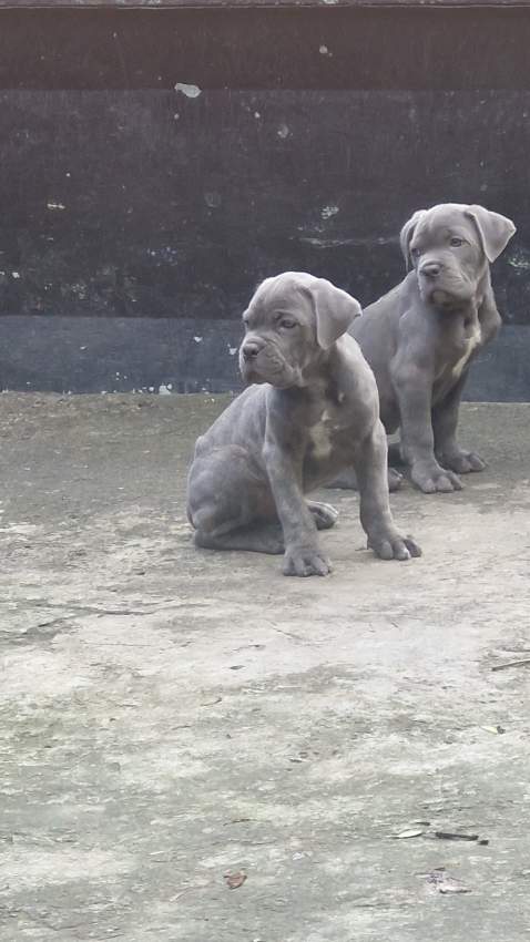 Canecorso Puppy - 0 - Dogs  on Aster Vender