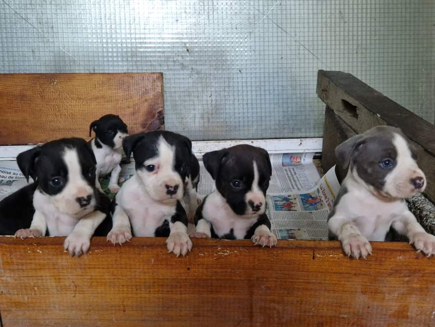 Puppies - 1 - Dogs  on Aster Vender