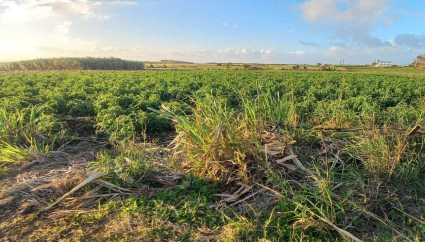 Terrain Agricole - 0 - Land  on Aster Vender