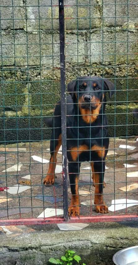 Rottweiler puppies - 3 - Dogs  on Aster Vender