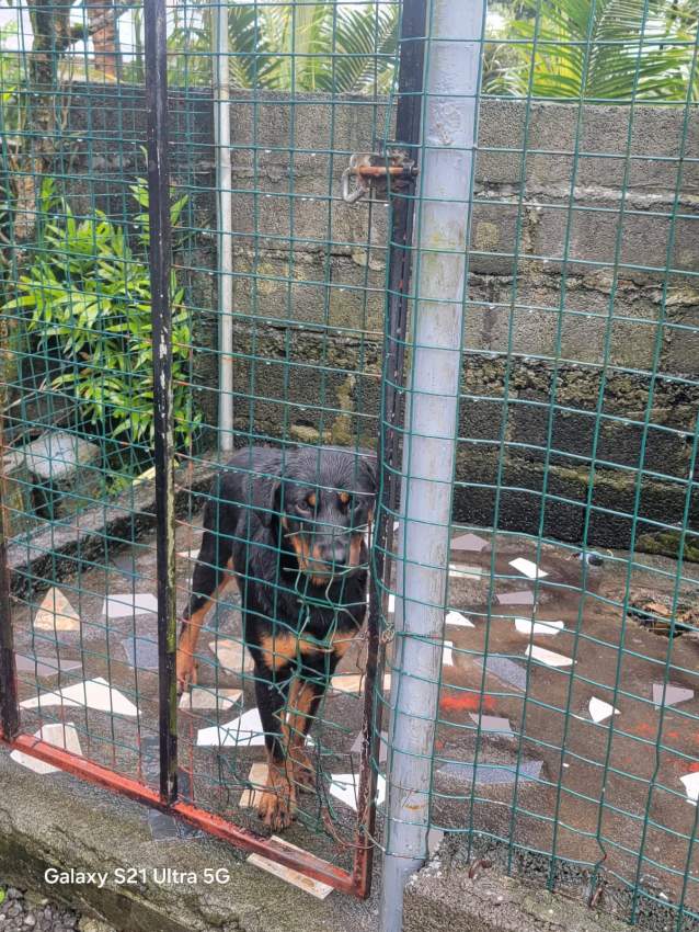 Rottweiler puppies - 2 - Dogs  on Aster Vender