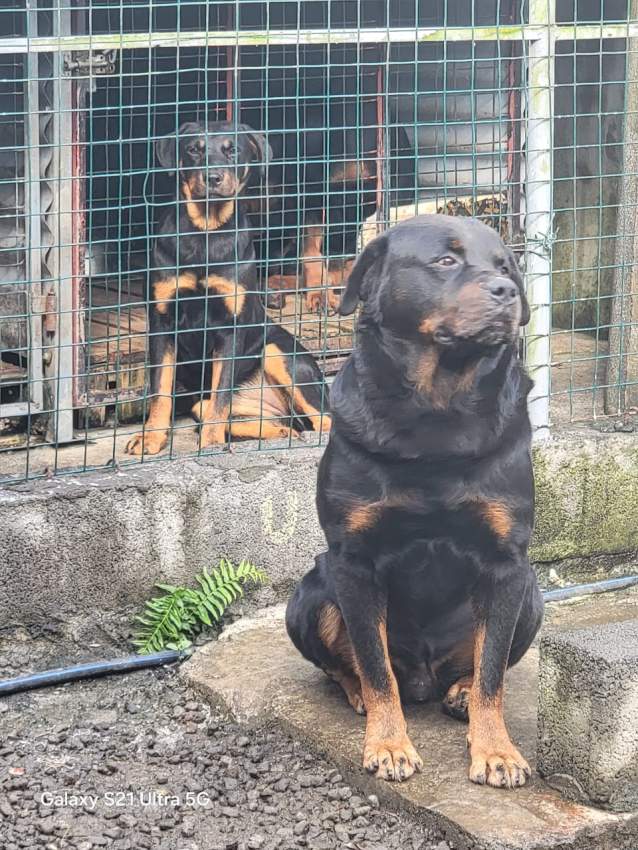 Rottweiler puppies on Aster Vender