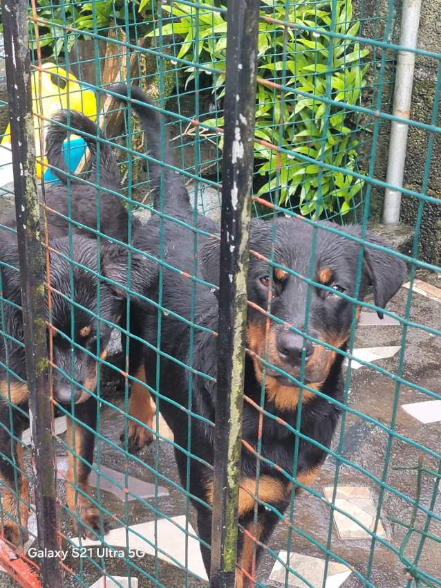 Rottweiler puppies - 1 - Dogs  on Aster Vender