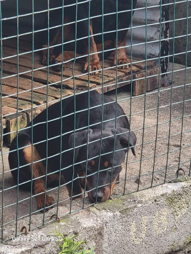 Rottweiler puppies - 2 - Dogs  on Aster Vender