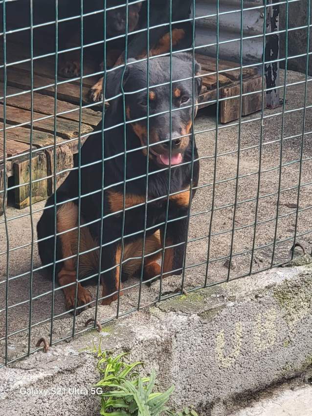Rottweiler puppies - 1 - Dogs  on Aster Vender