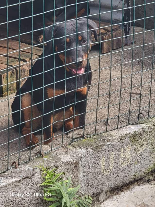 Rottweiler puppies - 0 - Dogs  on Aster Vender