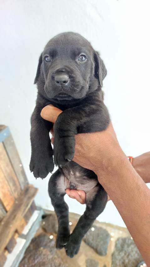 Cane corso - 0 - Dogs  on Aster Vender
