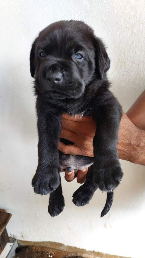 Cane corso - 0 - Dogs  on Aster Vender