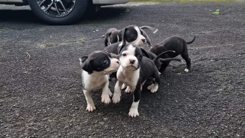 Puppies - 1 - Dogs  on Aster Vender