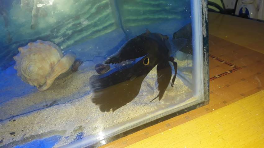 Longfin tiger oscar  - 1 -  Aquarium fish  on Aster Vender