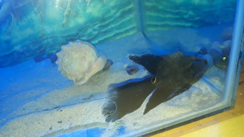 Longfin tiger oscar  - 2 -  Aquarium fish  on Aster Vender