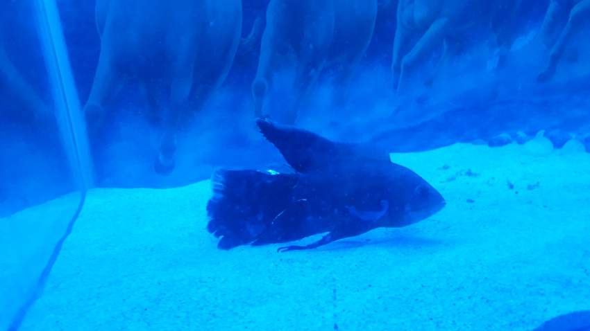 Longfin tiger oscar  - 3 -  Aquarium fish  on Aster Vender