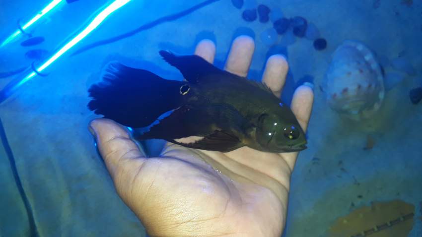 Longfin tiger oscar on Aster Vender