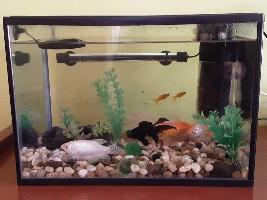 Fish tanks, fish and accessories for sale! - 0 - Aquarium  on Aster Vender
