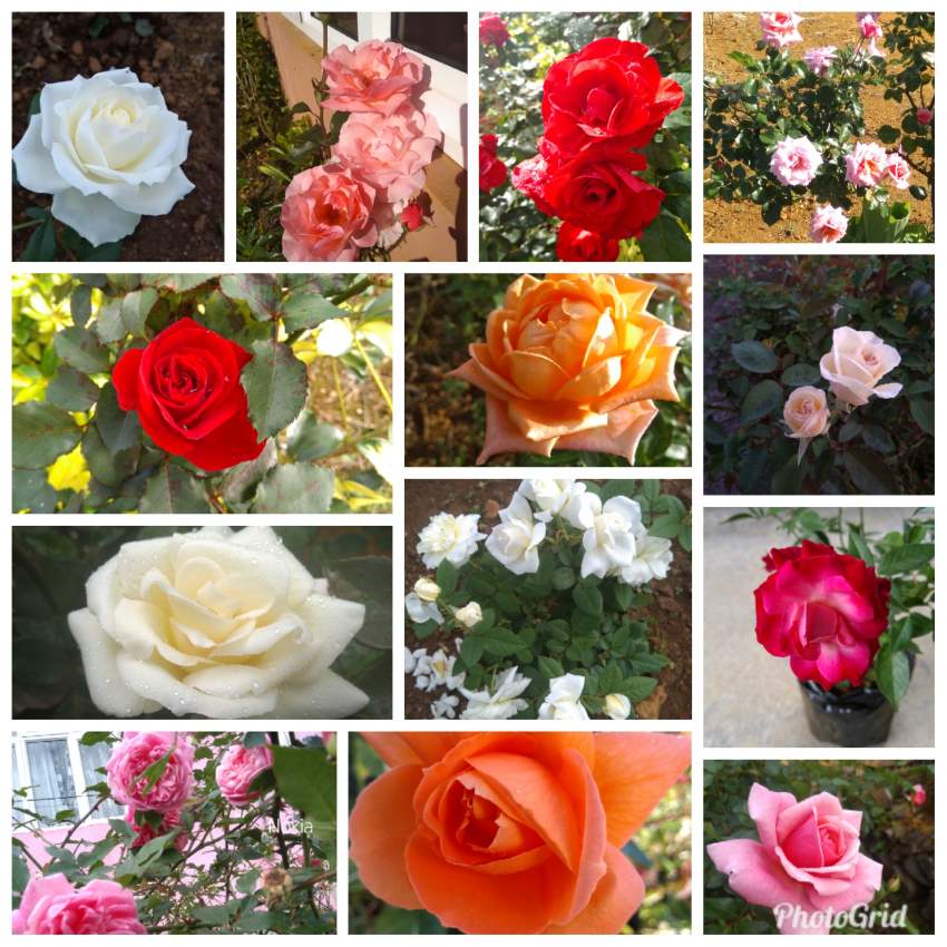 Rose - 0 - Plants and Trees  on Aster Vender