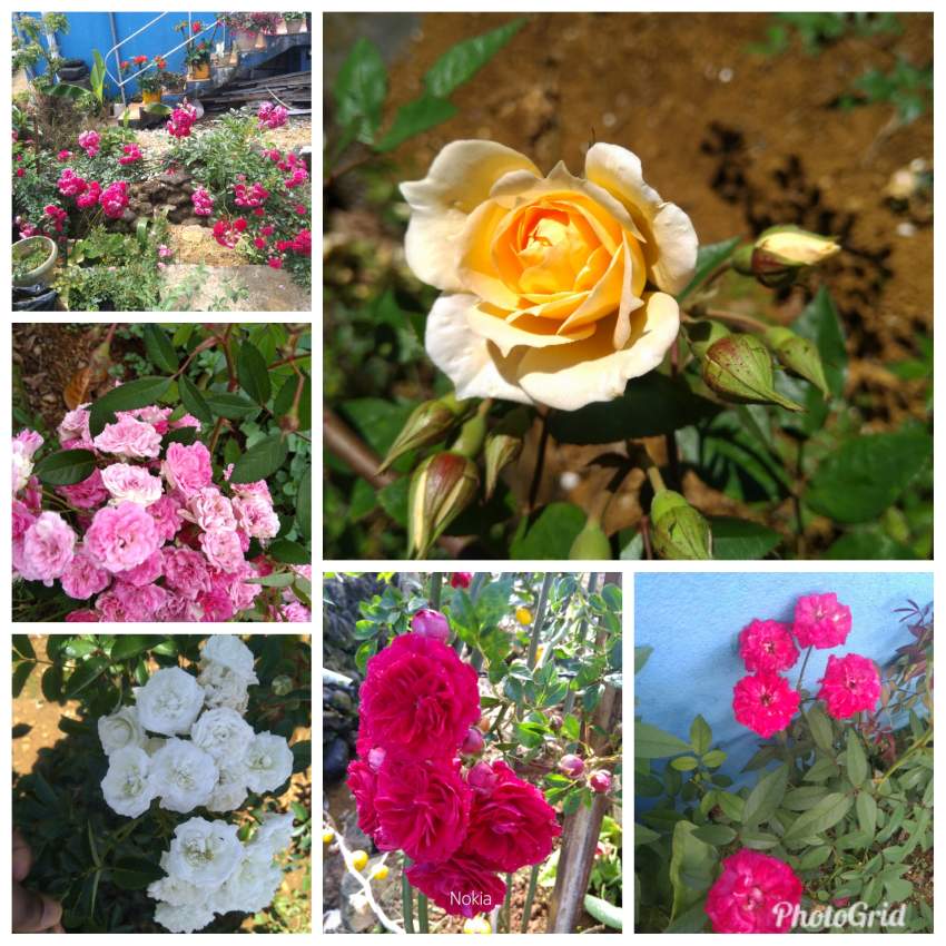 Small rose - 0 - Plants and Trees  on Aster Vender