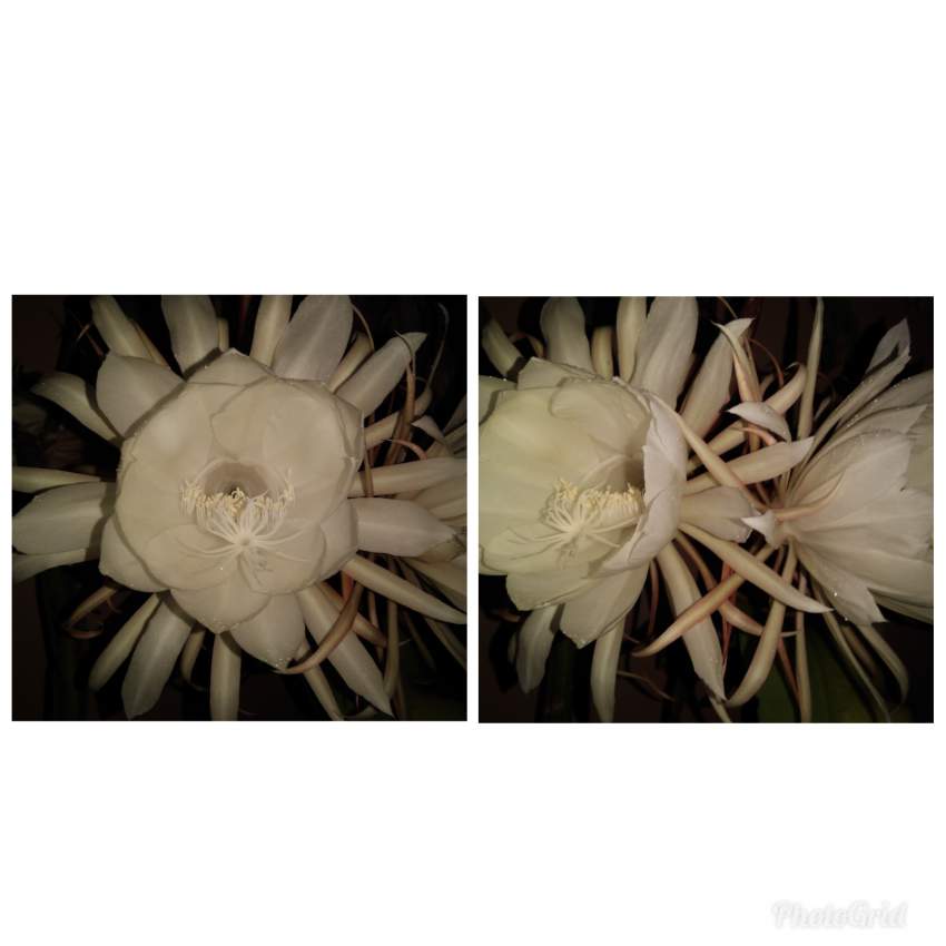 Brahma Kamal - 0 - Plants and Trees  on Aster Vender