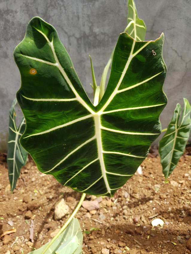 Green Velvet - 1 - Plants and Trees  on Aster Vender