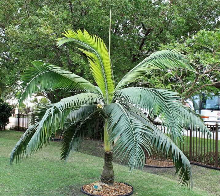 Plamiste - 1 - Plants and Trees  on Aster Vender