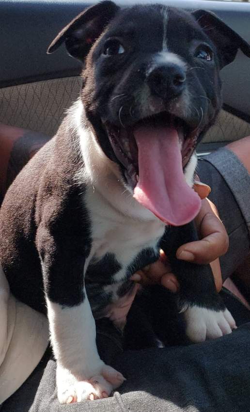 Amstaff on Aster Vender