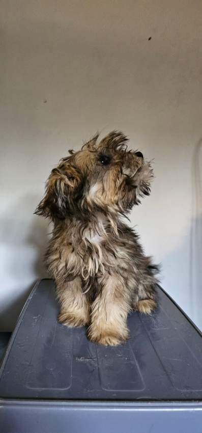A vendre Griffon Nain 4 mois - 1 - Dogs  on Aster Vender