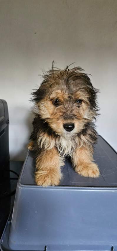 A vendre Griffon Nain 4 mois - 3 - Dogs  on Aster Vender