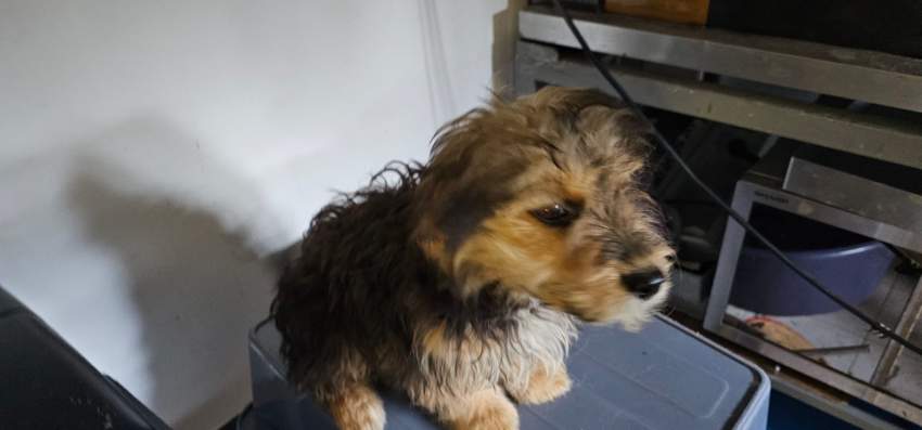 A vendre Griffon Nain 4 mois - 4 - Dogs  on Aster Vender