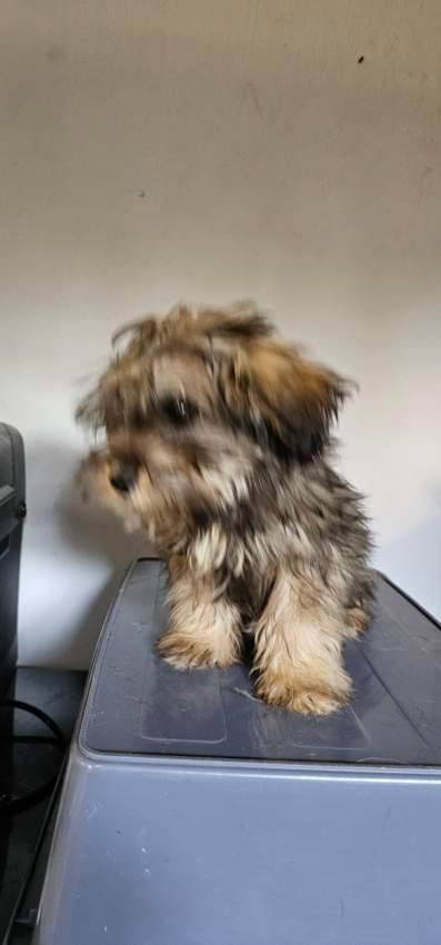 A vendre Griffon Nain 4 mois - 2 - Dogs  on Aster Vender