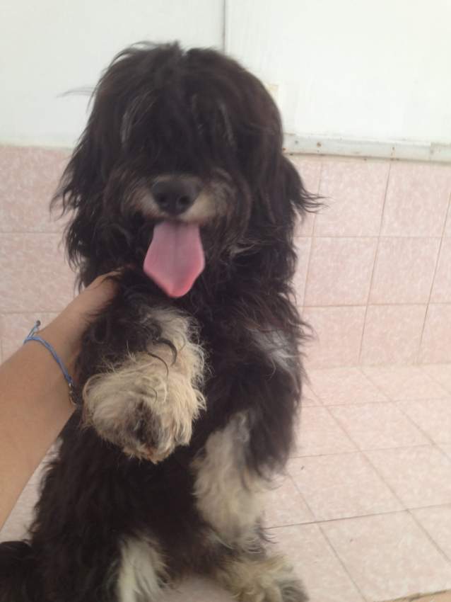 A vendre Griffon Nain 4 mois - 6 - Dogs  on Aster Vender