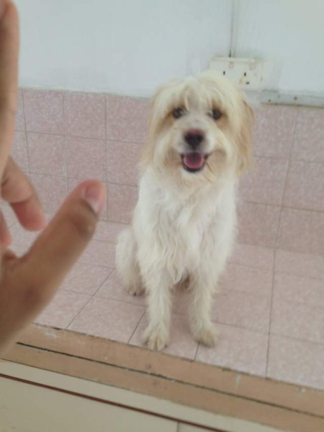 A vendre Griffon Nain 4 mois - 5 - Dogs  on Aster Vender