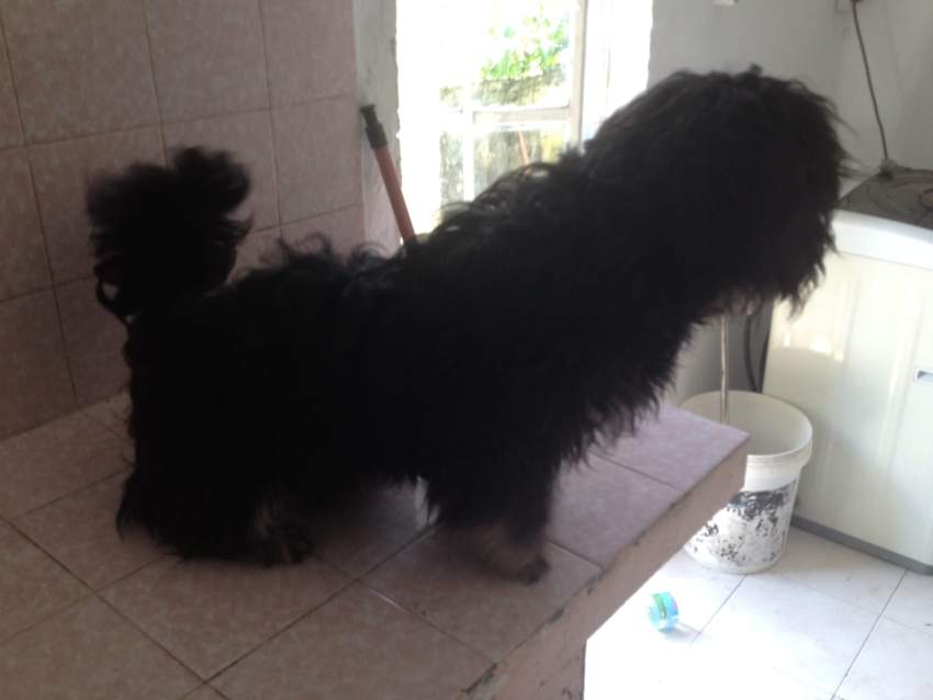 A vendre Griffon Nain 4 mois - 7 - Dogs  on Aster Vender