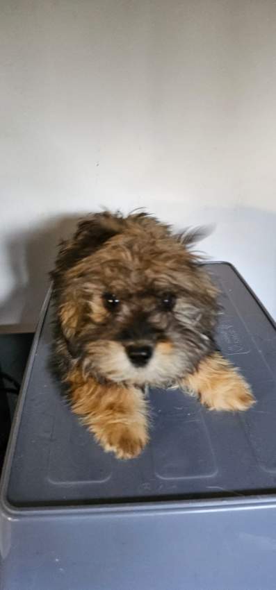 A vendre Griffon Nain 4 mois - 0 - Dogs  on Aster Vender