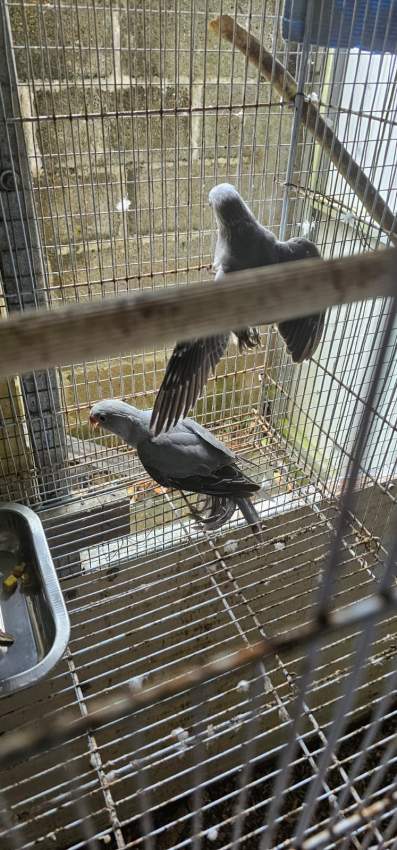 A vendre Cato Gris 2 mois