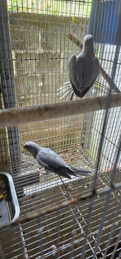 A vendre Cato Gris 2 mois - 2 - Birds  on Aster Vender