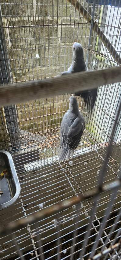 A vendre Cato Gris 2 mois - 1 - Birds  on Aster Vender