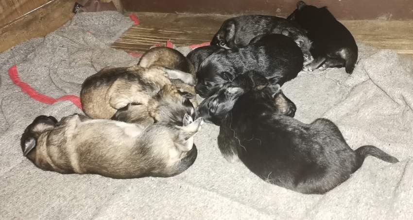 German Shepherd Puppy - 1 - Dogs  on Aster Vender