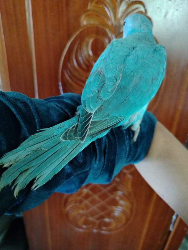 Jeune cato bleu - 0 - Birds  on Aster Vender