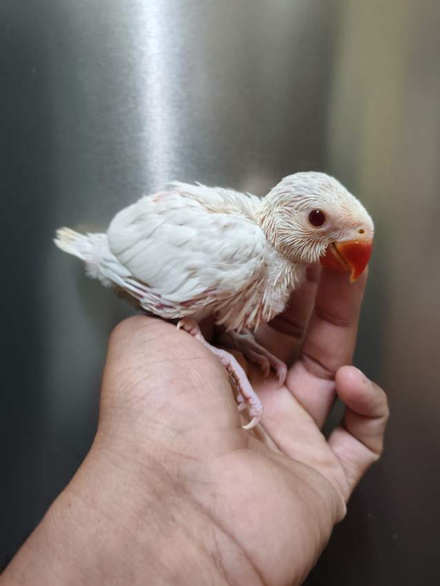 Jeune cato blanc - 0 - Birds  on Aster Vender