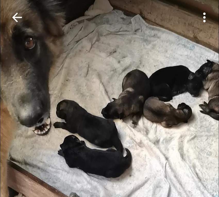 German Shepherd Puppy - 0 - Dogs  on Aster Vender