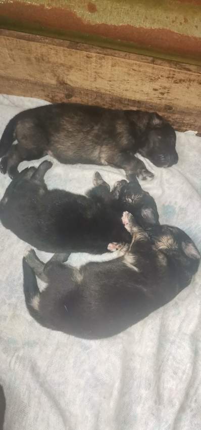 German Shepherd Puppy - 1 - Dogs  on Aster Vender