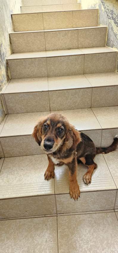 A vendre Griffon Nain teckel mix 4 mois - 1 - Dogs  on Aster Vender